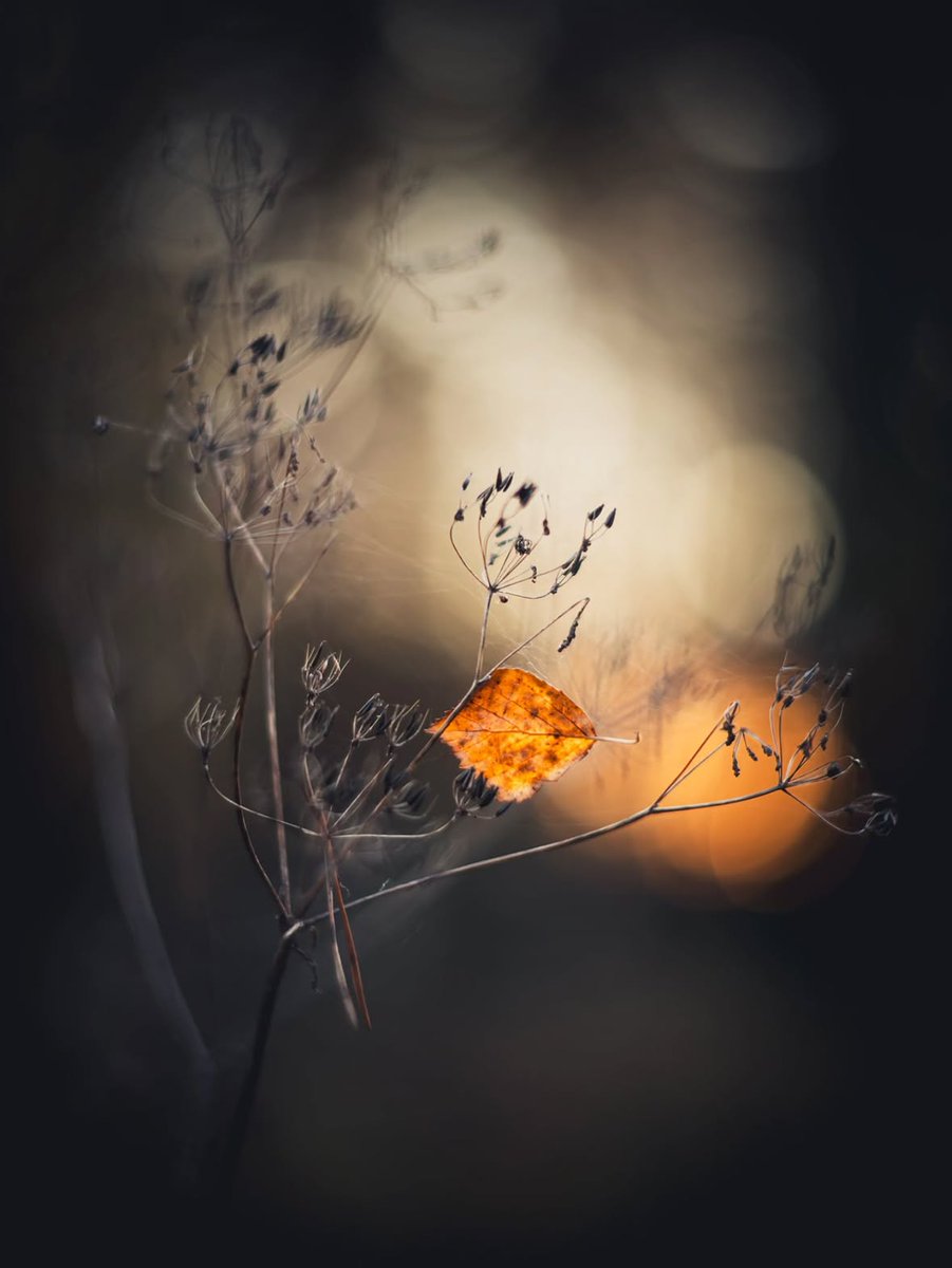 He who binds to himself a joy
Does the winged life destroy;
But he who kisses the joy as it flies
Lives in eternity’s sun rise.

~ William Blake, “Eternity”

Happy November, dear ones.♡
·

Golden hour light by Juuli Salo