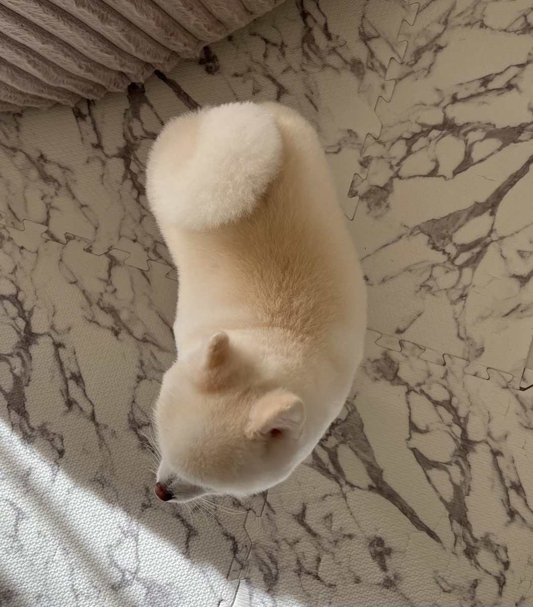 ぼく、ポメラニアンのぽんちゃん! tweet media