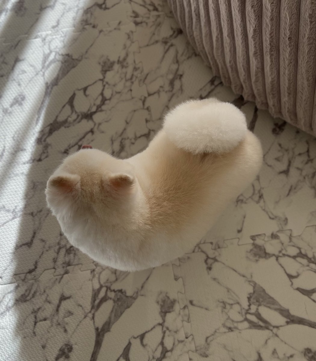 ぼく、ポメラニアンのぽんちゃん! tweet media