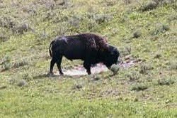 jchrisb123's tweet image. Today is National Buffalo Day!!! 🦬