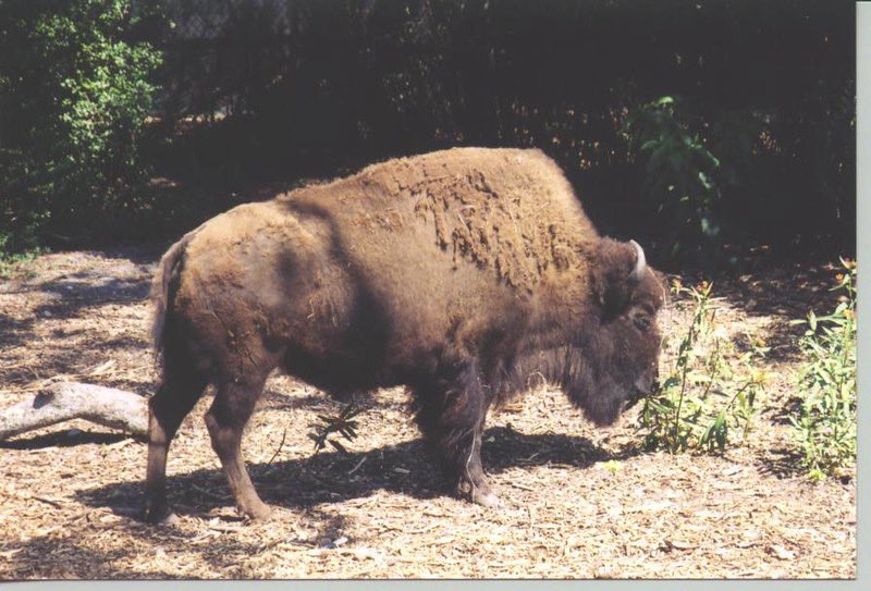 jchrisb123's tweet image. Today is National Buffalo Day!!! 🦬