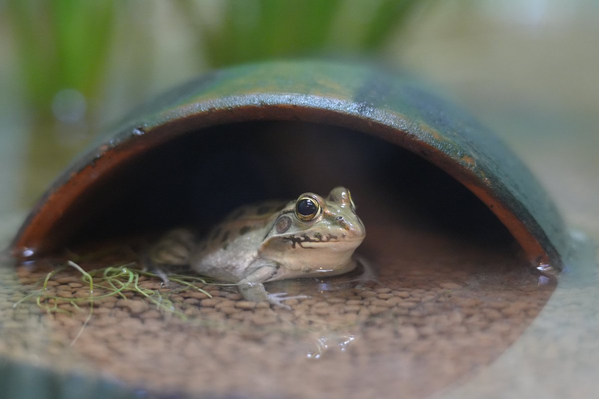カエルページ あまがえる（8体入りちびシート）：Japanese Tree Frog（紙工作キット