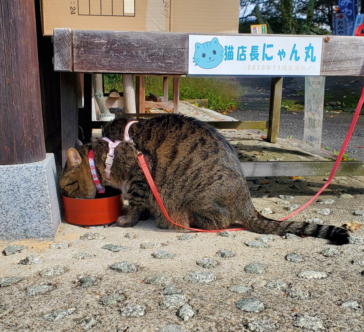 昨日から茉奈さんと奈良県へお仕事に行ってまいりました✨
勉強になることばかりで楽しかったです!!

お仕事終わり観光に連れて行って頂きました☺️
神社やお寺、たくさんの自然に囲まれて幸せでした🫶
貴重なお話も聞けて最高でしたー！！

 #奈良県  #世界遺産  #重要文化財  #吉野山