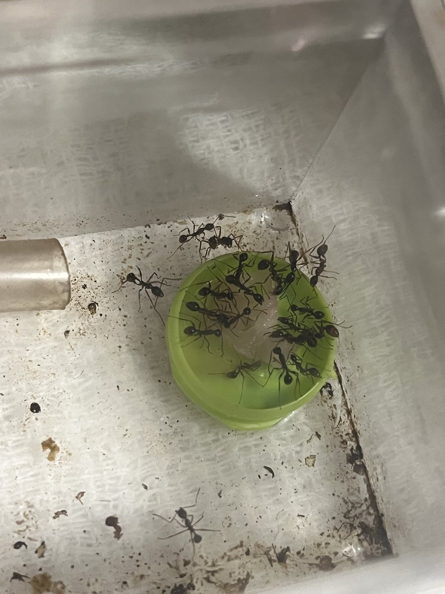 豚肉もお好きです
#アシナガアリ