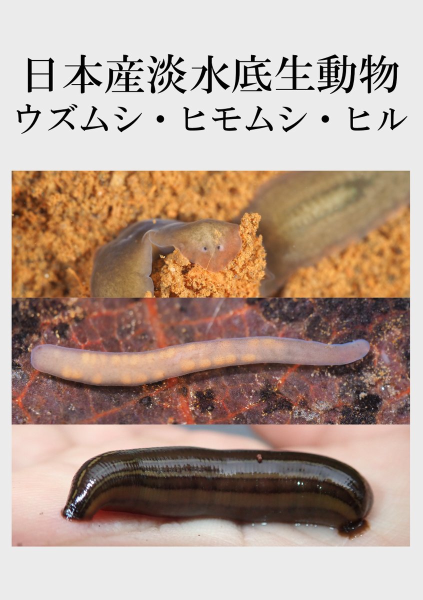 ひるちゃん:やまびる伝道師 (@hiruchan_ch) / Posts / X