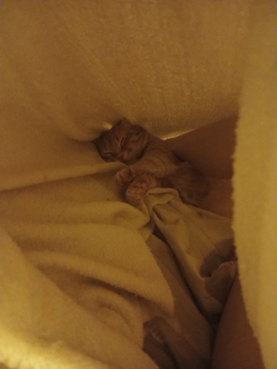 Вспомнил как я возила его удалять зубы и ушёл от меня на шкаф, потом правда соскучился по женщине и устроился в подколенном домике