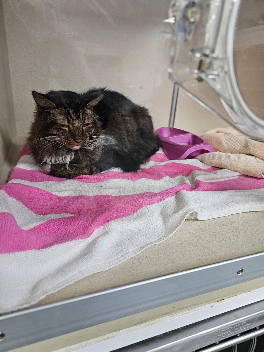 We’re grateful to support Toby and Lucille after their home fire. Glad they’re feeling better! 🐾❤️
Read their story: facebook.com/share/p/15jN6t… #VetCare #AnimalSupport #ctvseh #emergencyvet