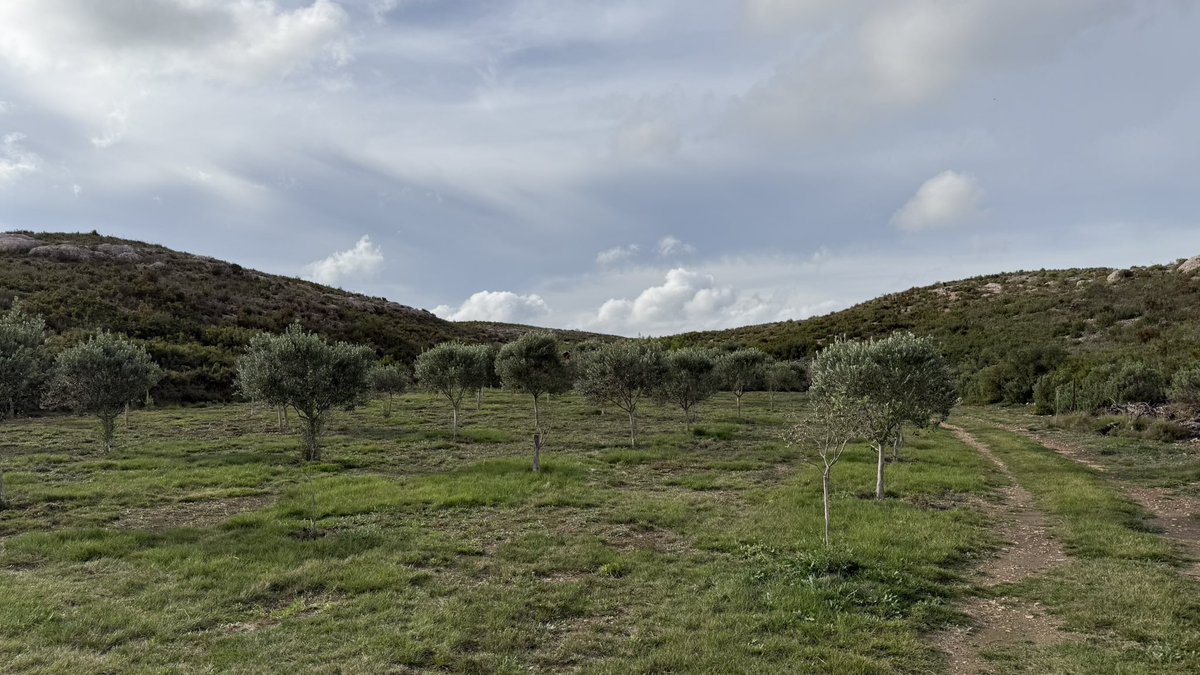 Alexandre tweet media