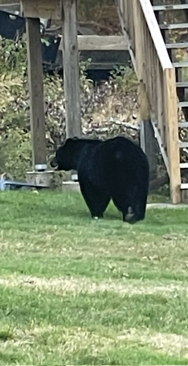 steveginx's tweet image. Morning Mr Bear in Moosup Ct @gilsimmons