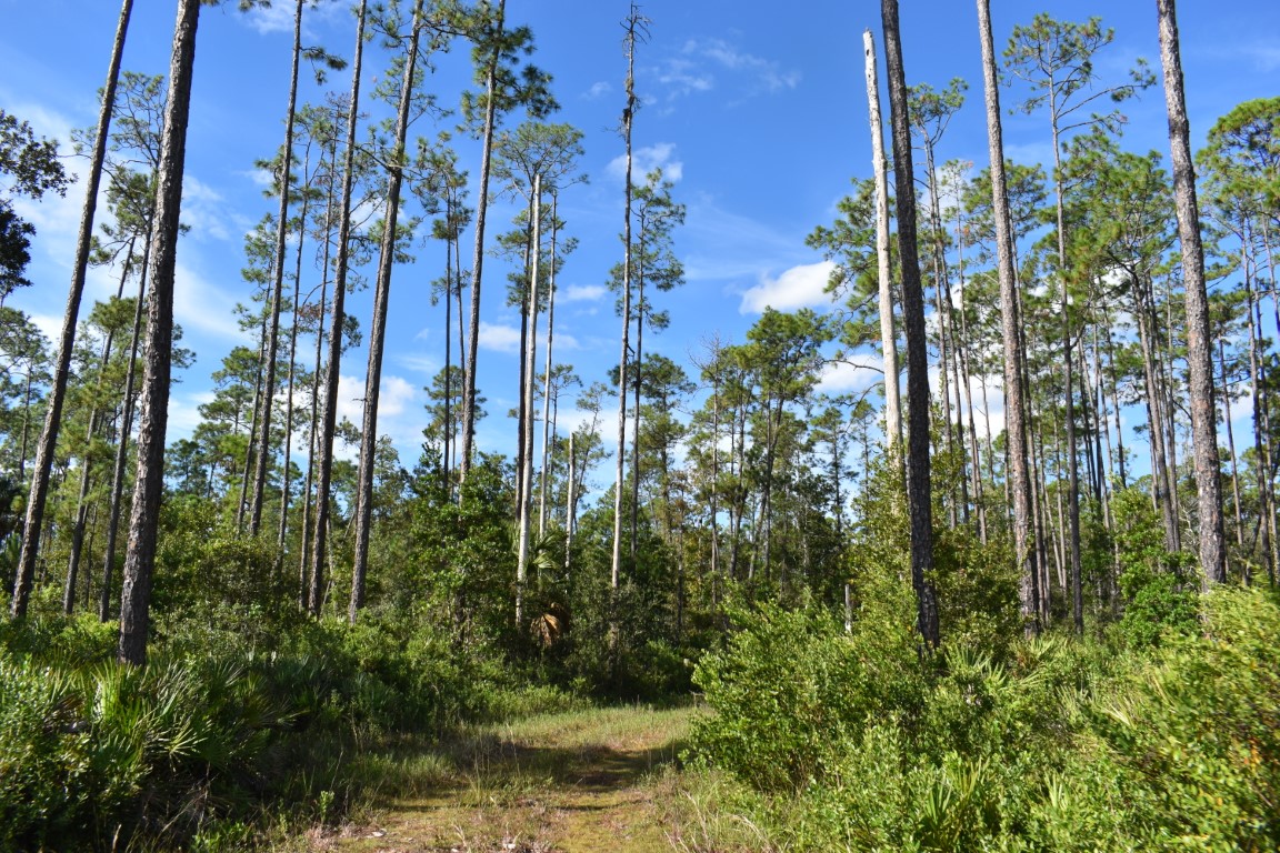 OrangeCoFL's tweet photo. 🌿 We've added 190.74 acres of environmentally sensitive land at Tucker Ranch to our list of Green PLACE properties. This addition will protect wildlife, preserve water resources, and keep natural areas healthy. Learn more: https://t.co/zulz8nCvU3 #GreenPLACE https://t.co/hnv54MCLgn