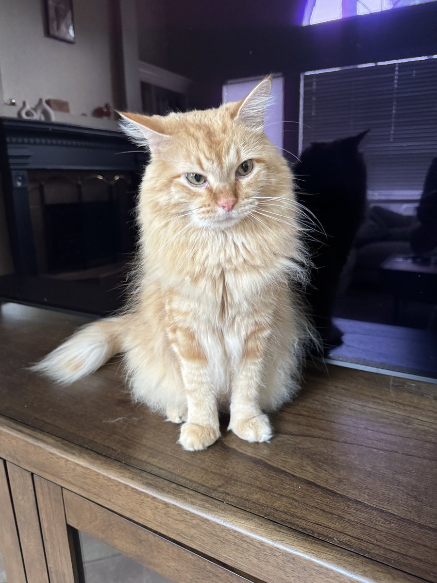 NoritheCat17's tweet image. HAPPY BIRTHDAY NORI!! Nori turns 8 years old today and I hope to spend another 8 years with him. I love you Nori!