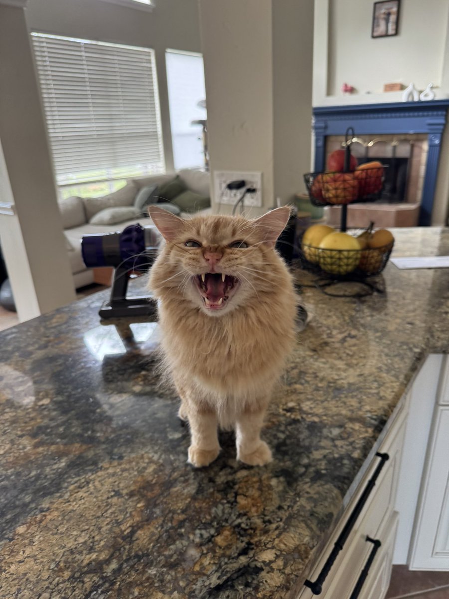 NoritheCat17's tweet image. HAPPY BIRTHDAY NORI!! Nori turns 8 years old today and I hope to spend another 8 years with him. I love you Nori!