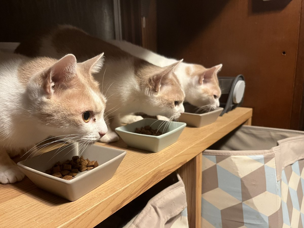 シーバ大好き三兄弟