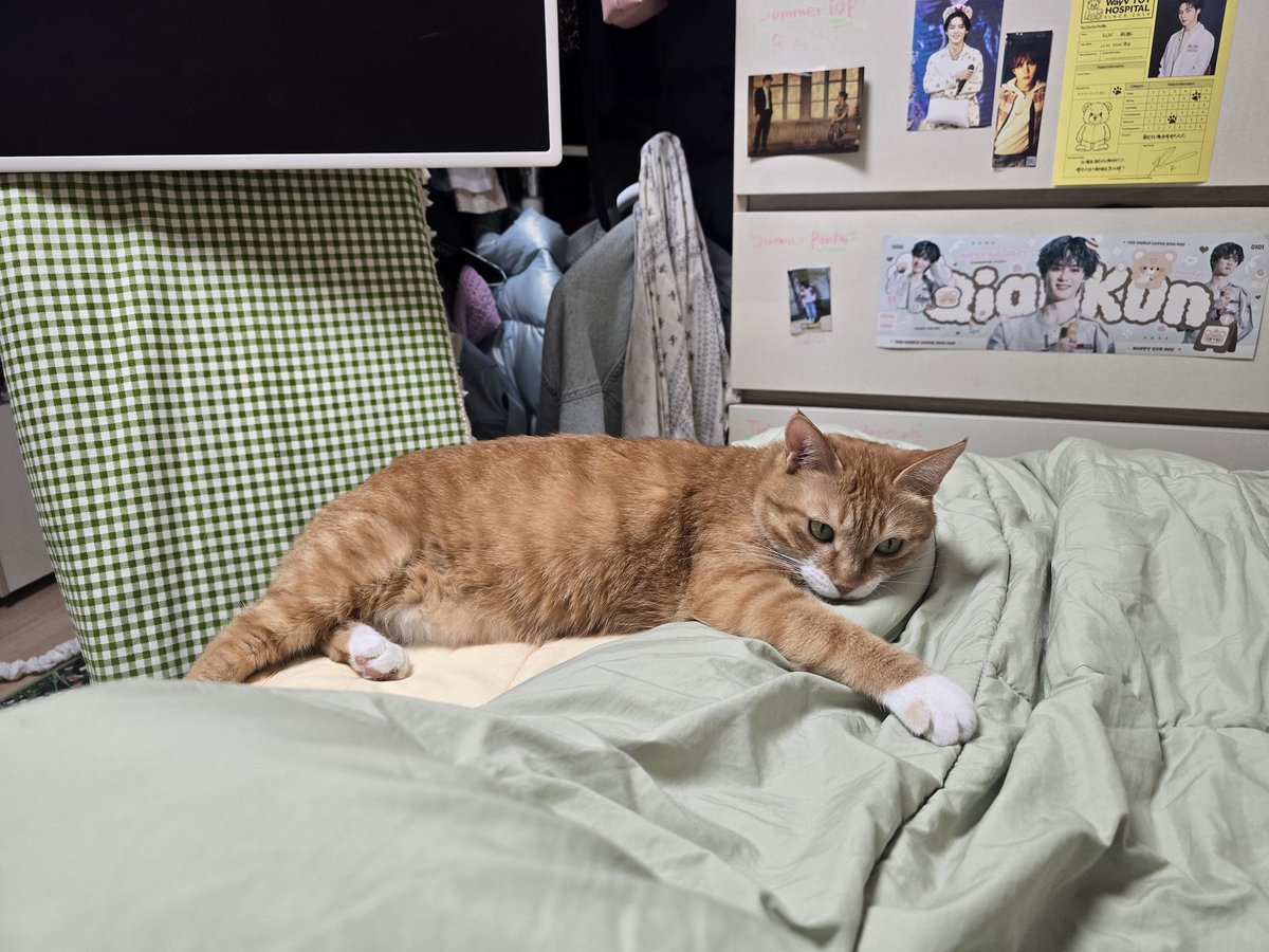 연봄이는 4kg대 작은 고양이입니다😇