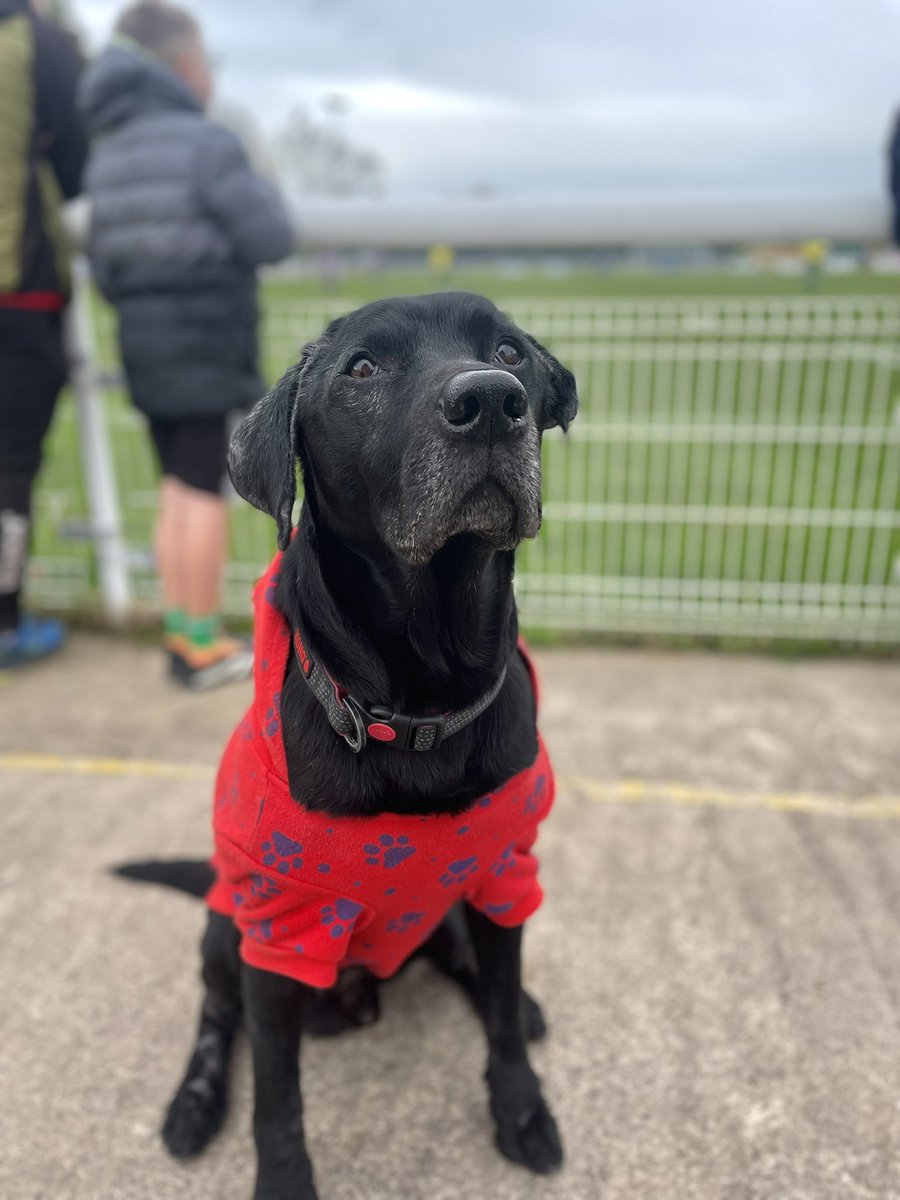 ⚽️Leo the Bangor dog🏴󠁧󠁢󠁷󠁬󠁳󠁿 tweet media