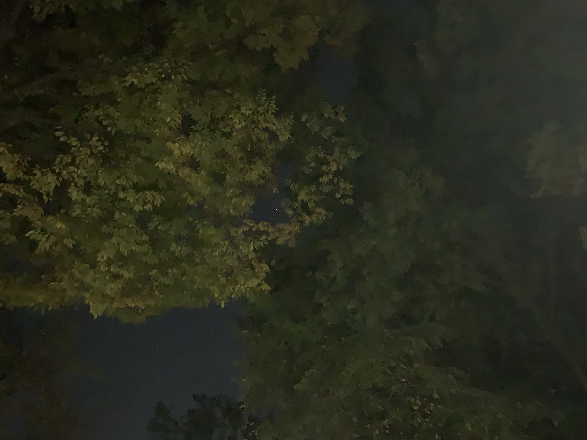 木に穴が空いてて星が見えた