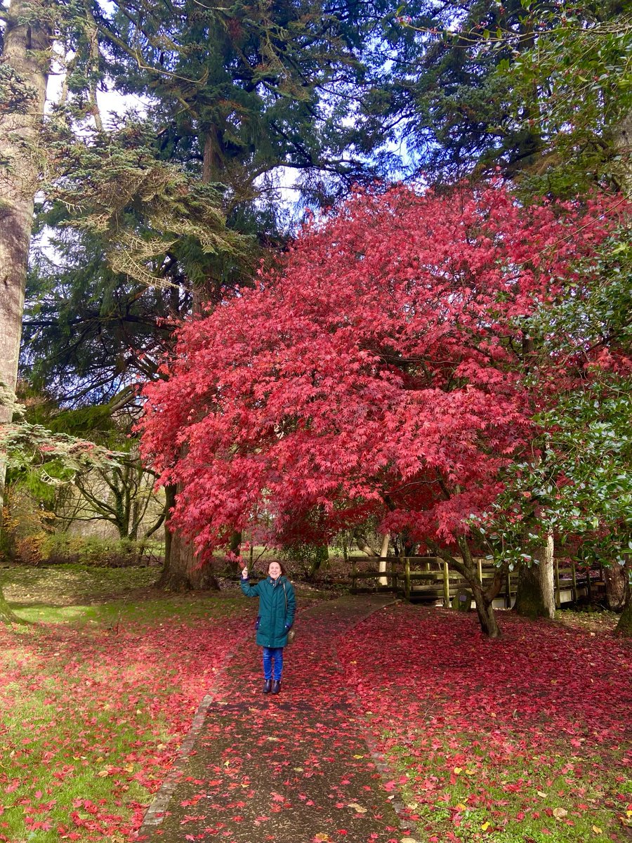 Beautiful autumnal colours #treeclub