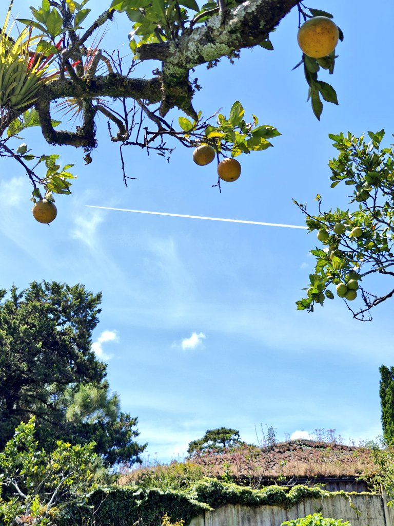 CheritoCafe's tweet image. These guys are at it again, when summer is about to kick in, looks like weather patterns will be manipulated and we shall see more rain with toxicity to our various cultivars. #biodynamic with ancestral approach to agroecology is only path to sovereignty.