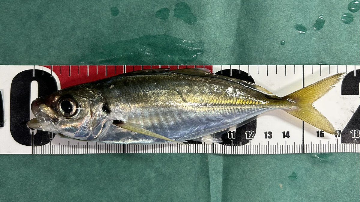 チッタアジ調査🎣
居るには居たんだけど😅
コレだけ😂
あとはセイゴにミニメバル😣
土曜夜はやっぱり人が多い😇
もう夜はちゃんと防寒しないとダメだな🥶