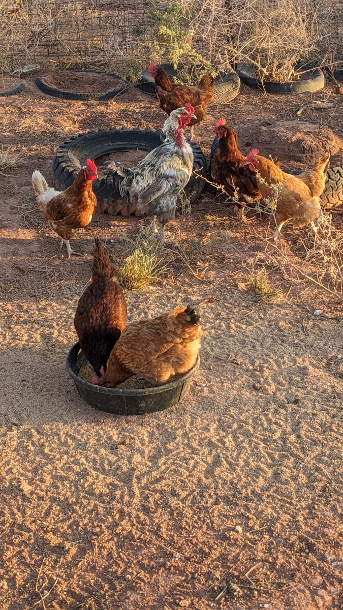 BitcoinNoder's tweet image. I just want to say my life is good. While working in San Francisco years ago, paying a $2,600/month mortgage, I kept asking myself how I could get out of it all.

From 1/4 acre:
$2,600 mortgage
$500 water/power

To 40 acres:
$0

I did it, I&apos;m here.