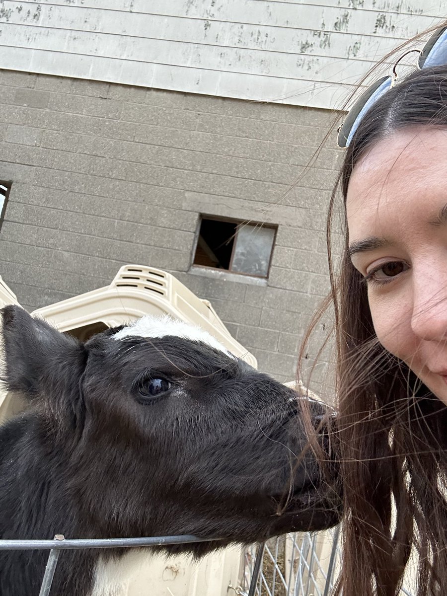 sydneysprague's tweet photo. Playing a show in Cleveland, OH tonight at Mahall’s with Gabrielle Grace and Warren Village! Doors at 6, still some tickets available here: https://t.co/biwadRLNjc

Also I met a baby cow yesterday, very cool stuff https://t.co/2FruhOJin6
