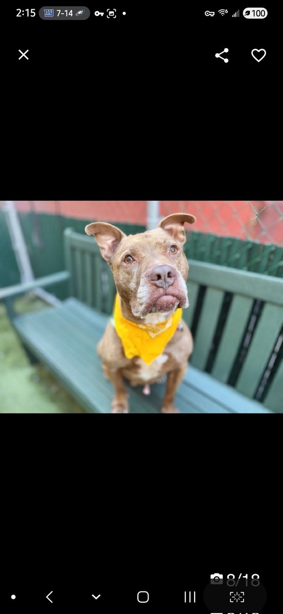 MyBoxerLuvMac1's tweet image. 💔Jaeger💔
#NYCACC #238437 8y
▪️KILL COMMAND ❗️ 
#RescueOnly
#SaveRSeniors

Precious sweetie&apos;s💔, lost only home knew!
Have u ever seen sadder eyes?
Darling angel was fearful @ intake, allowed handling.
Longer he&apos;s here, more stressed becomes, esp returning 2 tiny cell!
No 1…