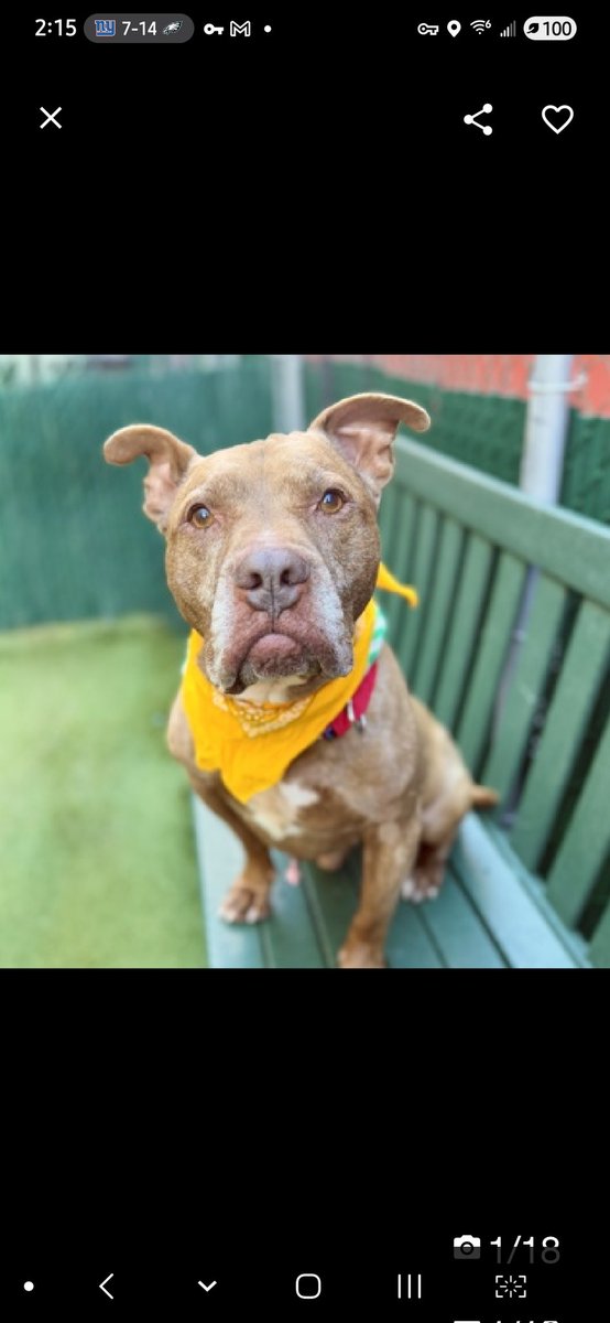MyBoxerLuvMac1's tweet image. 💔Jaeger💔
#NYCACC #238437 8y
▪️KILL COMMAND ❗️ 
#RescueOnly
#SaveRSeniors

Precious sweetie&apos;s💔, lost only home knew!
Have u ever seen sadder eyes?
Darling angel was fearful @ intake, allowed handling.
Longer he&apos;s here, more stressed becomes, esp returning 2 tiny cell!
No 1…