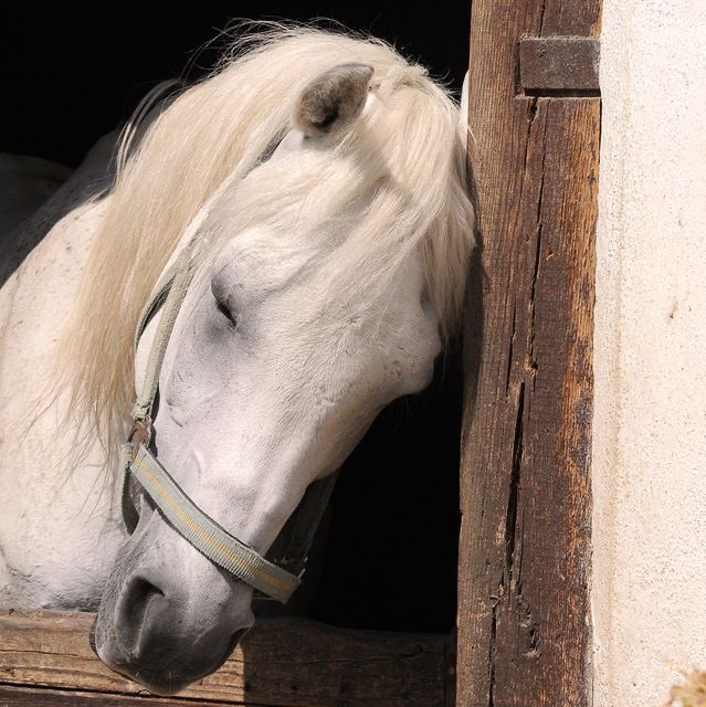 CommanderNeigh's tweet image. Good afternoon, Paradisian and Marleyan comrades!! I am craving apples and pets...I miss Papa dearest, he&apos;s doing paperwork. 🐎