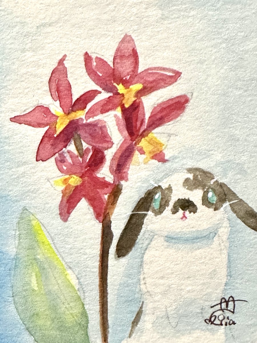 💐今日のお花とうさぎ🐰 🪻「オドントグロッサム」 #flower #rabbit