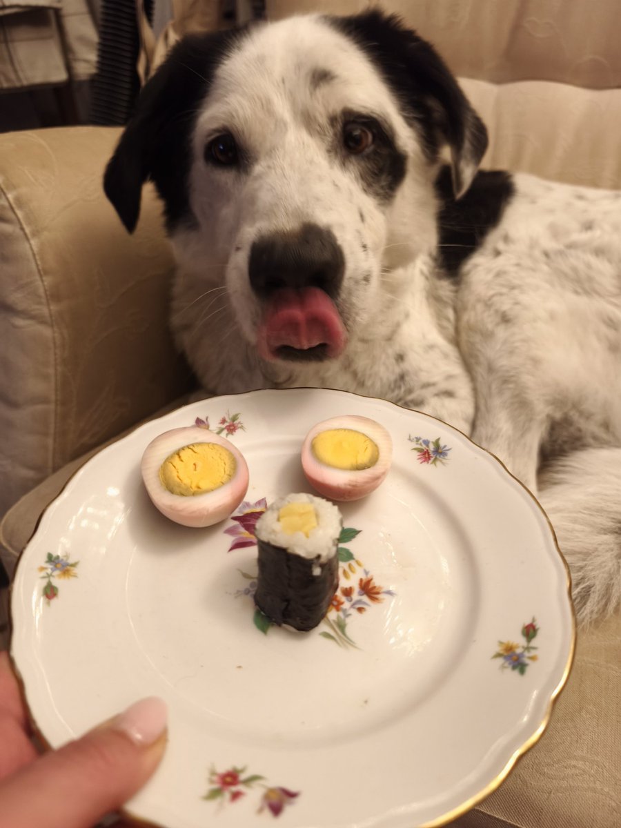 Ich hatte ein #wochenendei ein #halloweenei - das hat Frauchen extra in rote Beete Saft gefärbt und dann noch was komisches. Frauchen sagte es sei Sushi. Aber da hab ich nur das Ei gegessen