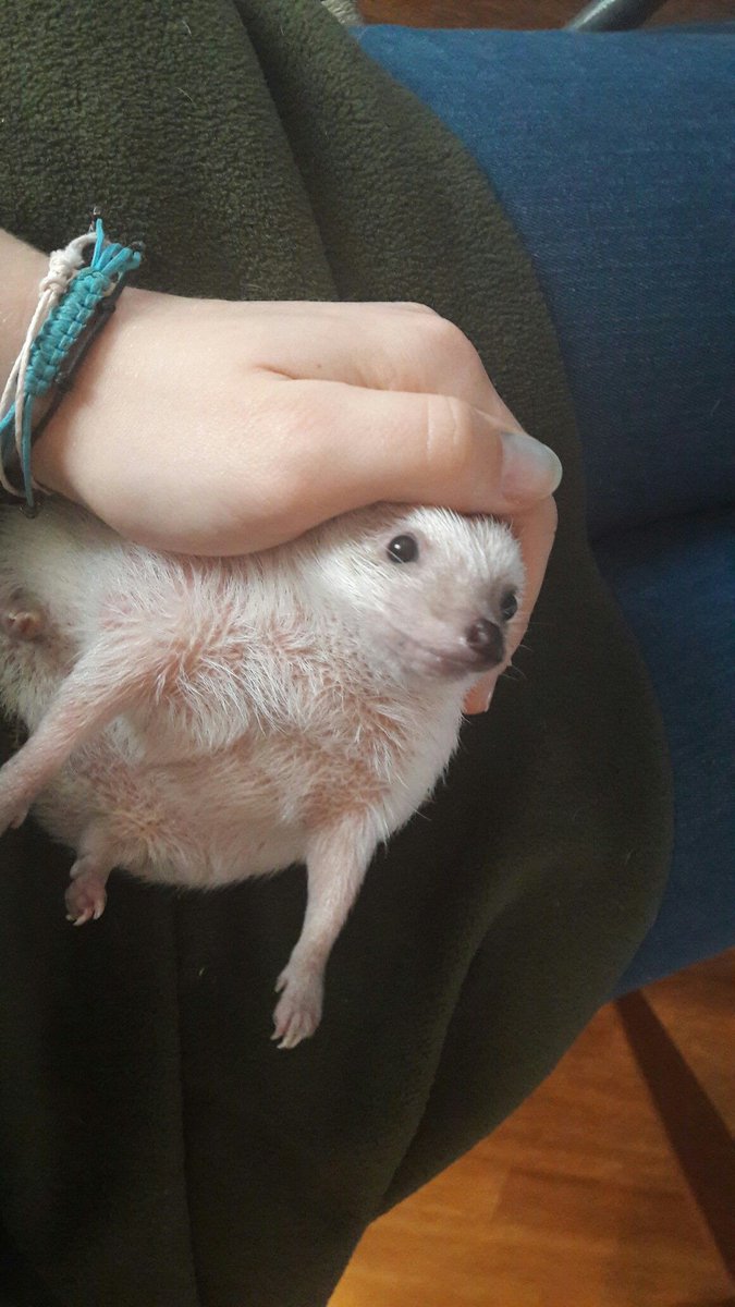 HedgehogZone_'s tweet image. 