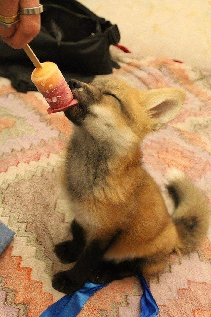 ogXsomi's tweet image. Little Fox Eating A Ice-Lolly