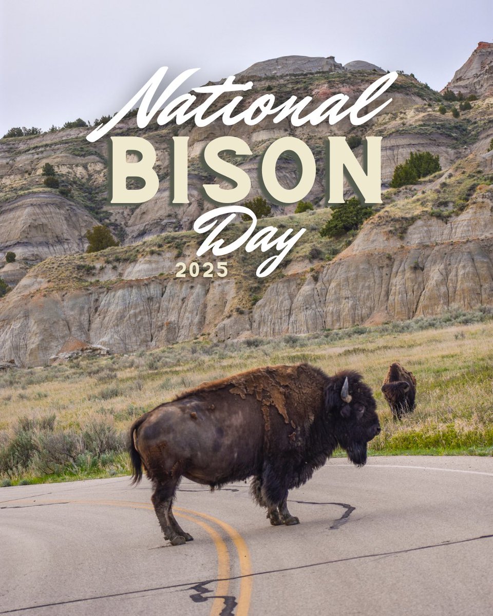 Happy #NationalBisonDay! As America’s national mammal, the bison symbolizes strength, resilience, and our nation’s enduring spirit. In North Dakota, these iconic animals are a proud part of our state’s legacy.