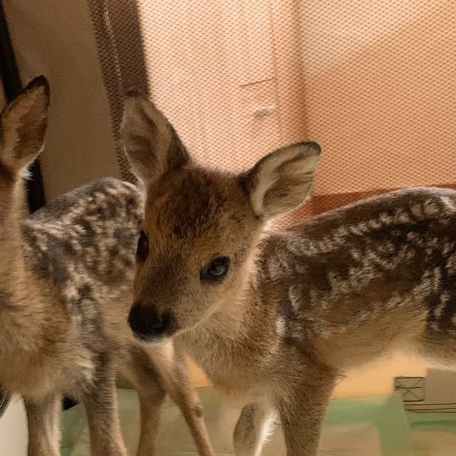 deer encounters 🦌 (@deerencounters) on Twitter photo 