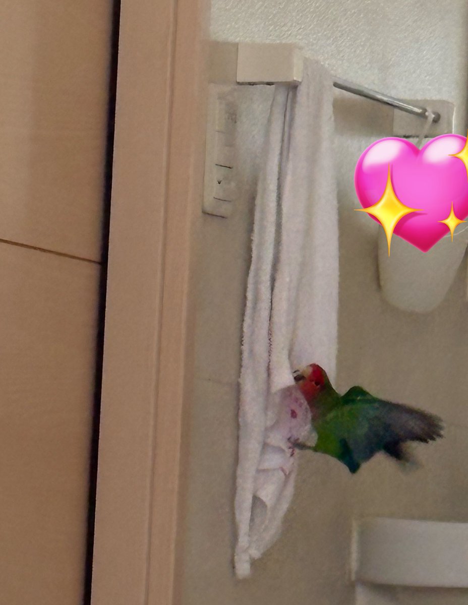 ShocoCherry's tweet photo. いたずらっ子で甘えん坊🪽♡
うるうるな瞳で見つめられると許してしまいますね(๑•ૅㅁ•๑)❤️💢
#コザクラインコ #久しぶりのツイート https://t.co/xyOG5U1lec