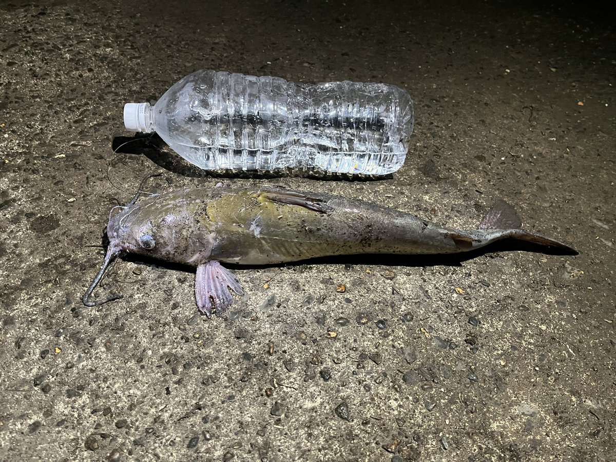 沢華しいね on X