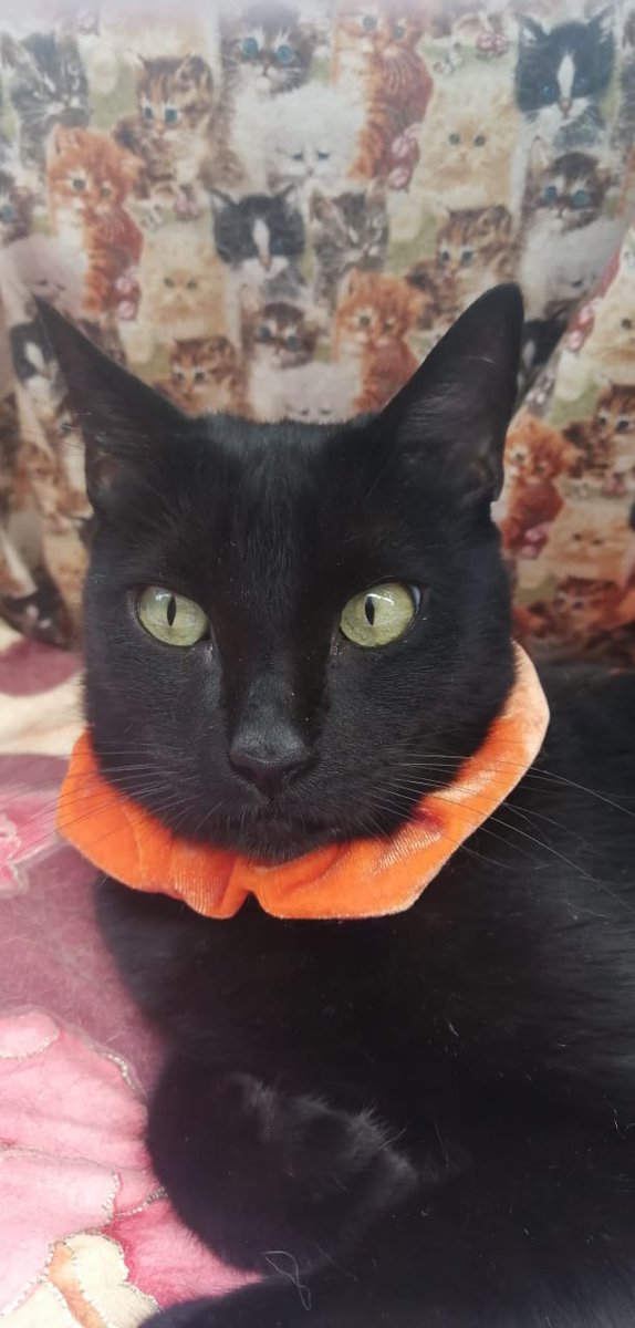 Este Día de muertos 2025 se suma a quienes han partido Enrique Batiz... él quería mucho a mis gathijos, entre ellos, Cucú Cartier, que también ya descansa
🙏✨🕯️🐈‍⬛🙏