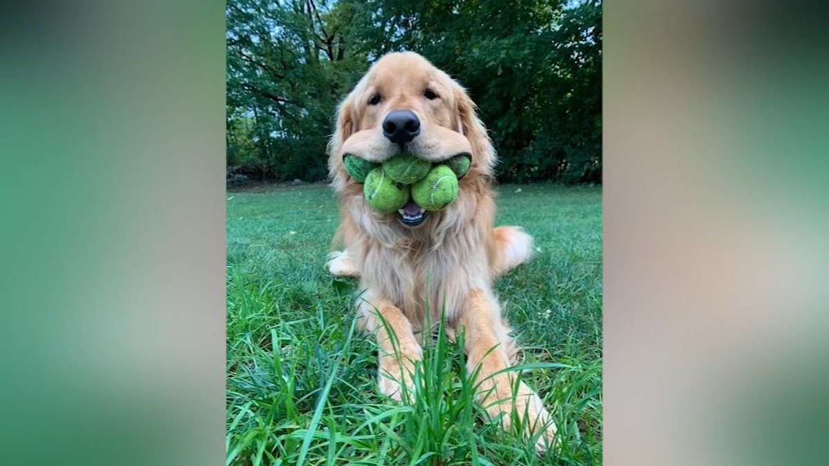 This is Finley. 

He has more tennis balls in his mouth than went on the pitch.