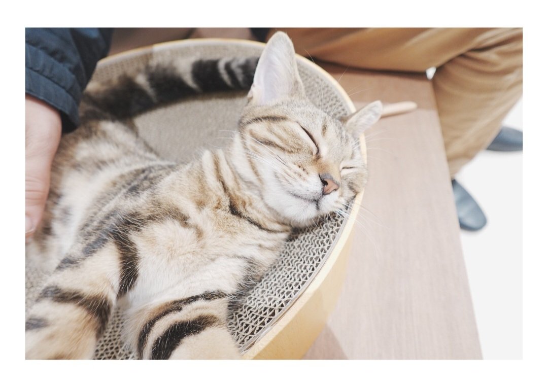 こんばんは。今日はお昼ごはんにおいしいラーメンを食べて、猫カフェで猫ちゃんたちと触れ合ってきました。
ふわふわの毛を撫でたり、からだを擦り寄せてくる仕草がとてもかわいくて、良い休日になりました。