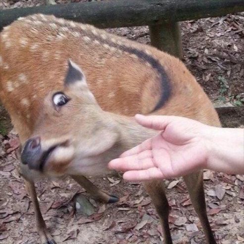 DeerEncounters's tweet image. 