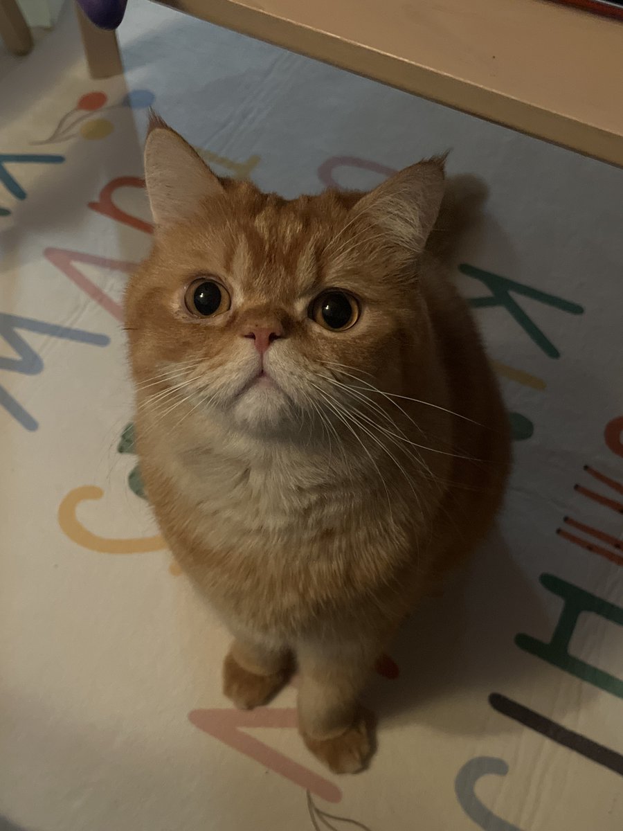 오랜만이에요 다들 잘 지내셨나요 사죄의 의미로 저희집 고양이를 보내드립니돠.