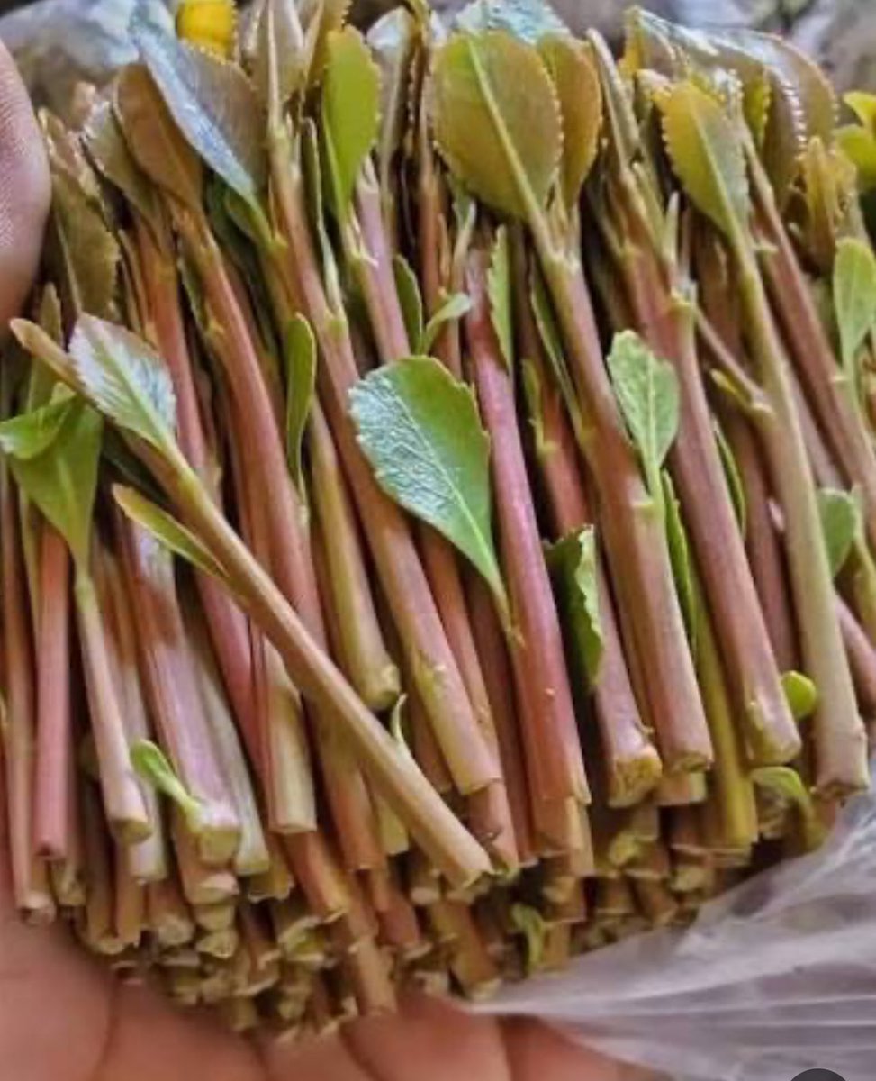 اليمنيين اختاروا العلف ،
الحضارم اختاروا طعام اهل الجنة،
لايستويان عقول البشر مع عقول البهائم