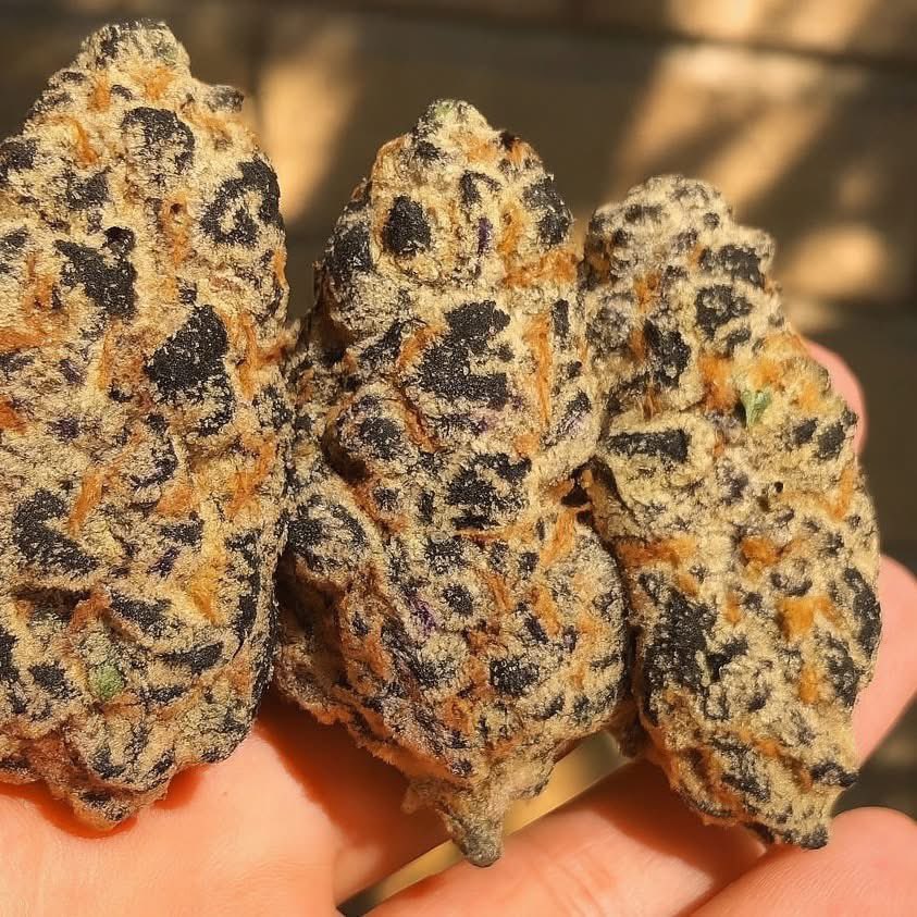 LiftedLeaf tweet media