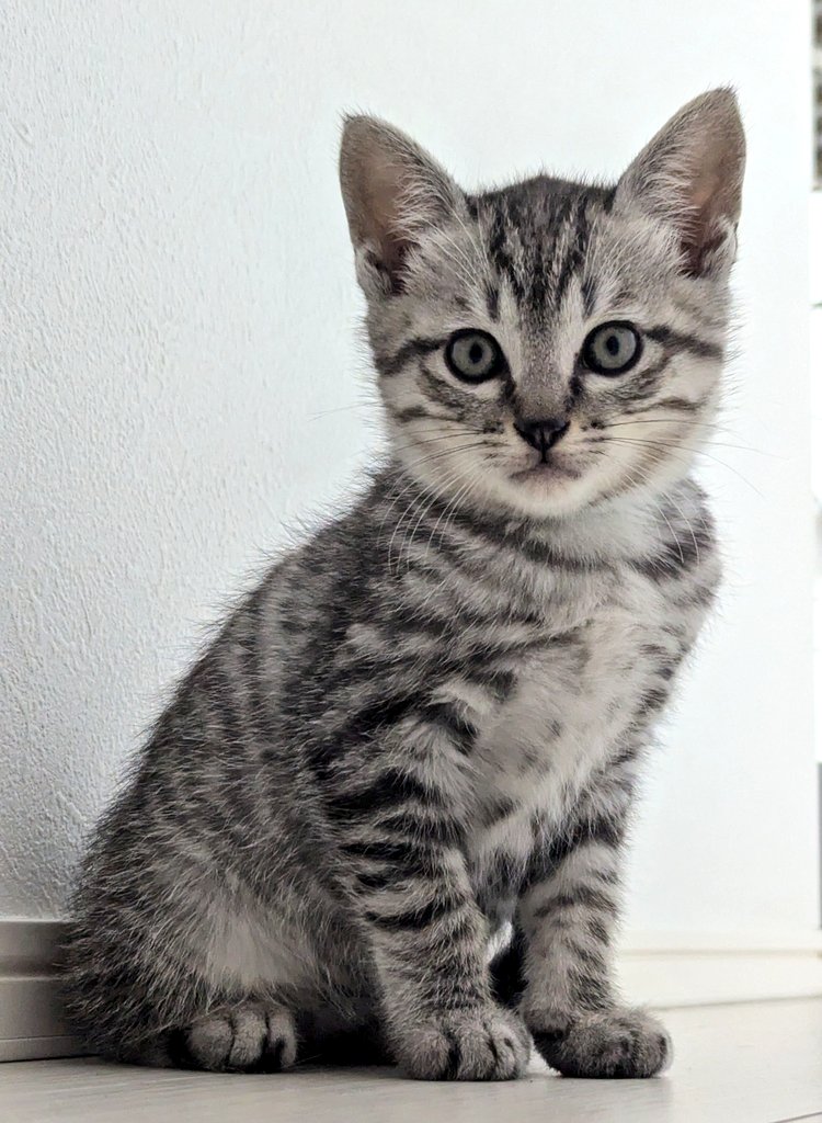 Pekoページ pe504.jpg