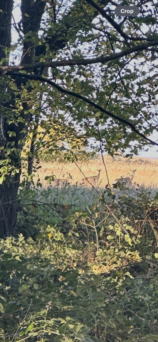 3 roe deer 🦌 on our walk today.  40 yards away from us, observant but not fleeing.