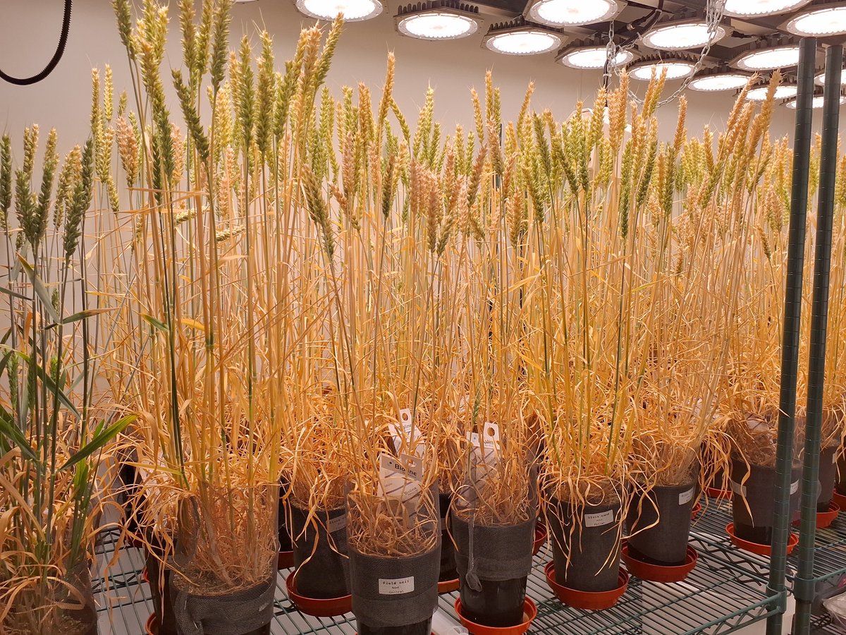 UKAgriTech's tweet image. Stay up to date with what we&apos;re up to by signing up to our monthly newsletter!

👉Subscribe here: ow.ly/m3yW50WUtlG

#agritech #agribusiness #controlledenvironments #roboticsandautomation #advancedsensors #AIanddatasystems #engineeringbiology