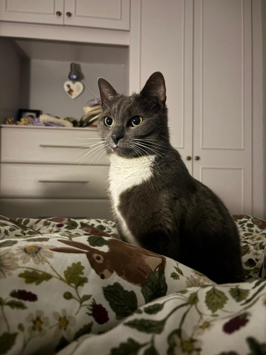 Happy #Caturday from Poppy