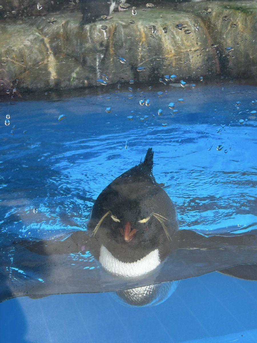 しゃちのすけ on X