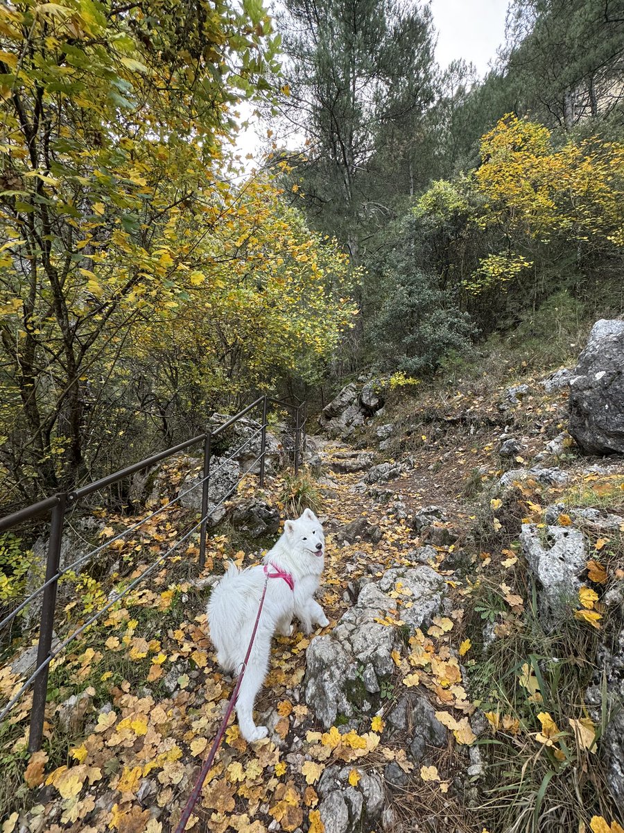 🌸 ѕαяαиιтα 🌸 tweet media