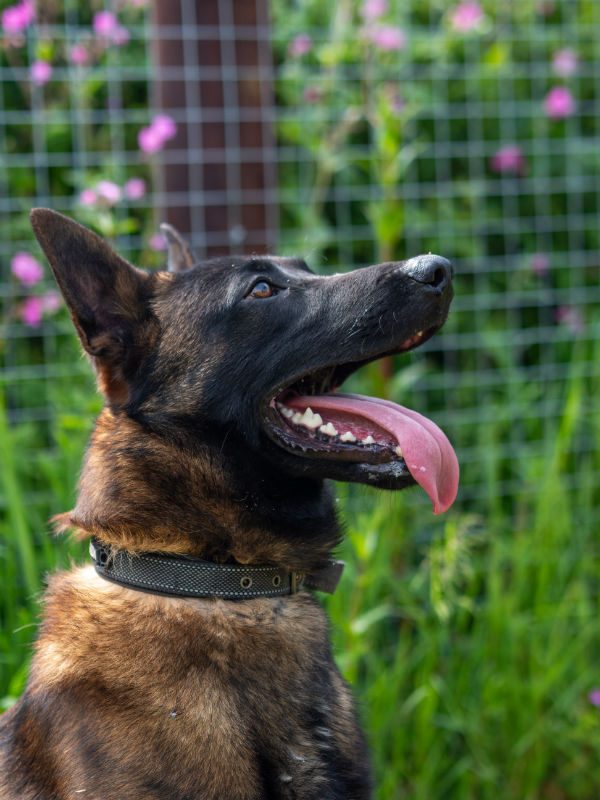 Cadan will be 2 in Jan and this boy has been let down by a long list of people. Cadan has thrived with the help of the #Cornwall kennels and can live with older kids and is working on his doggy social skills 
#germanshepherd #dogs 
gsrelite.co.uk/cadan/
